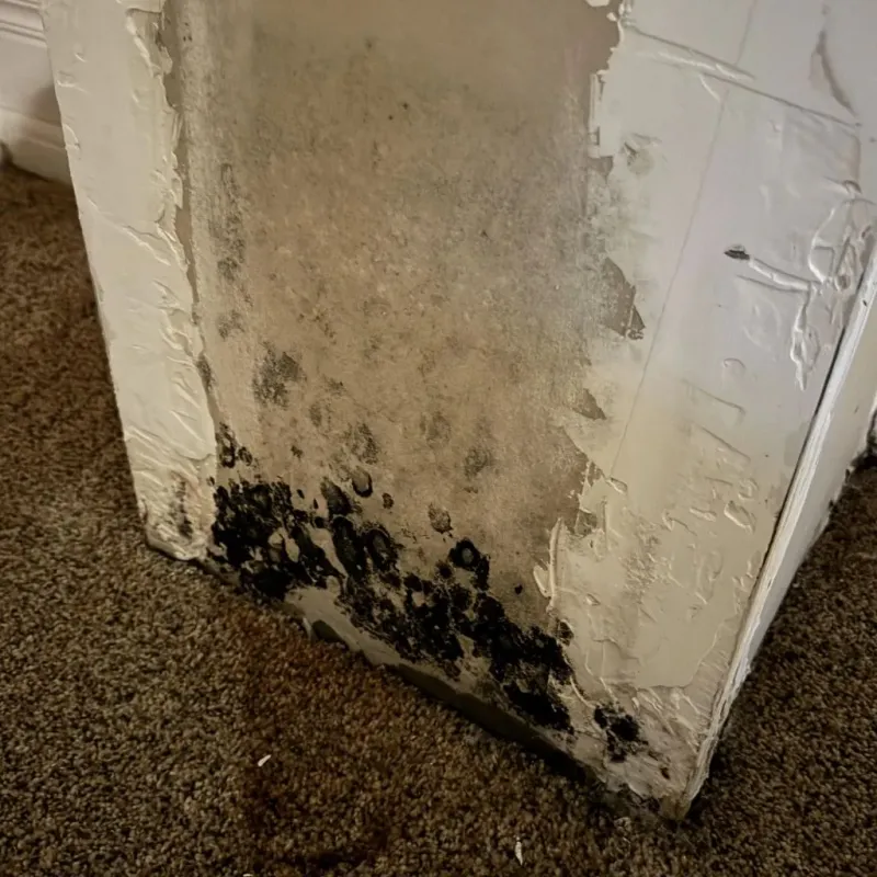 Professional Mold Removal in Homer, GA